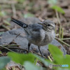 いつもの公園「幼鳥闊歩」（２）