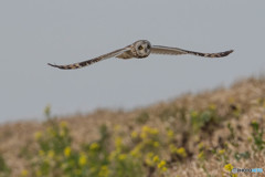 春感じる日（３）