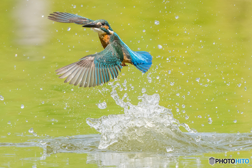 いつもの公園「ワンダフル　翡翠」