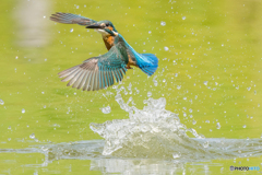 いつもの公園「ワンダフル　翡翠」