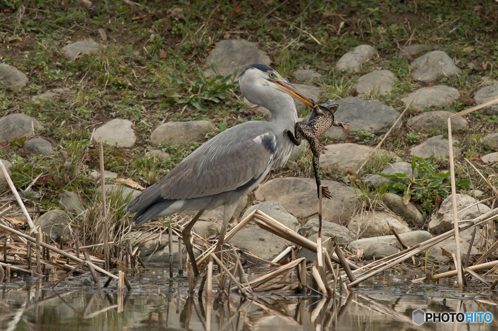 いつもの公園「事件です。」（１）