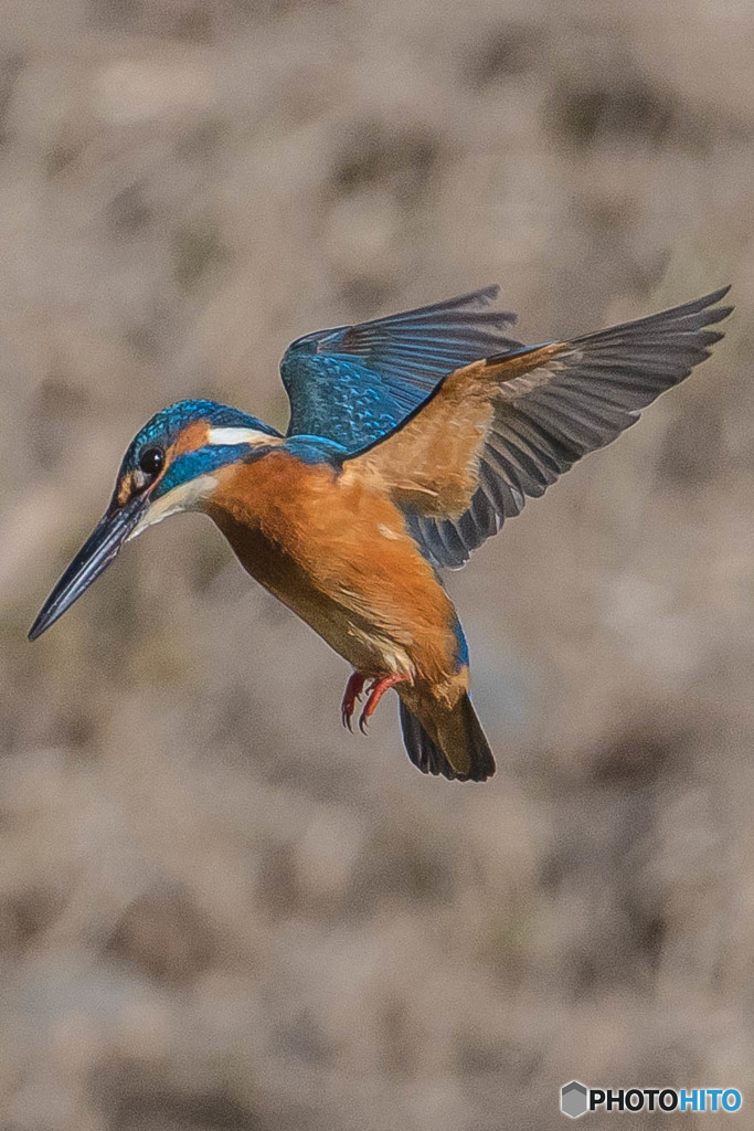いつもの公園「こちら見てます」（カワセミ）（１）