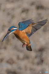 いつもの公園「こちら見てます」（カワセミ）（１）