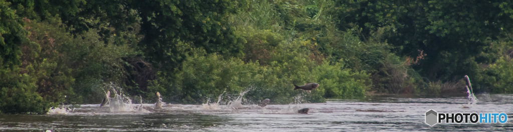 乱舞（ハクレン）（１）