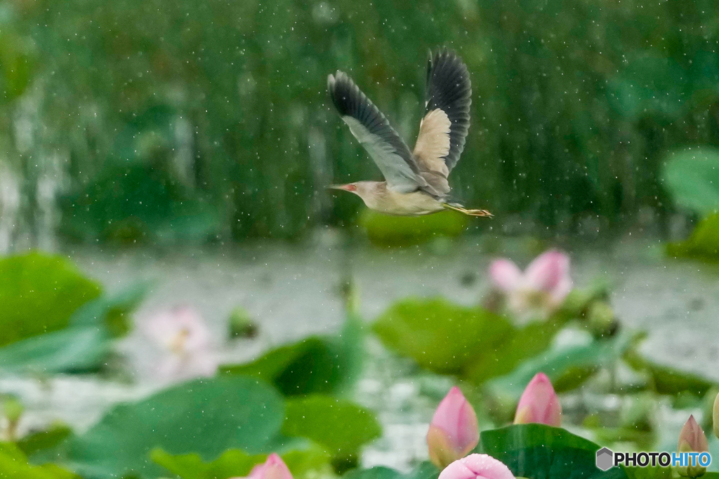 雨