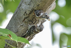 いつもの公園「コゲラ夫婦」（５）