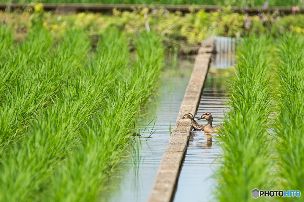 寄れば隠れる、待てば現れる（カルガモ一家）（１）