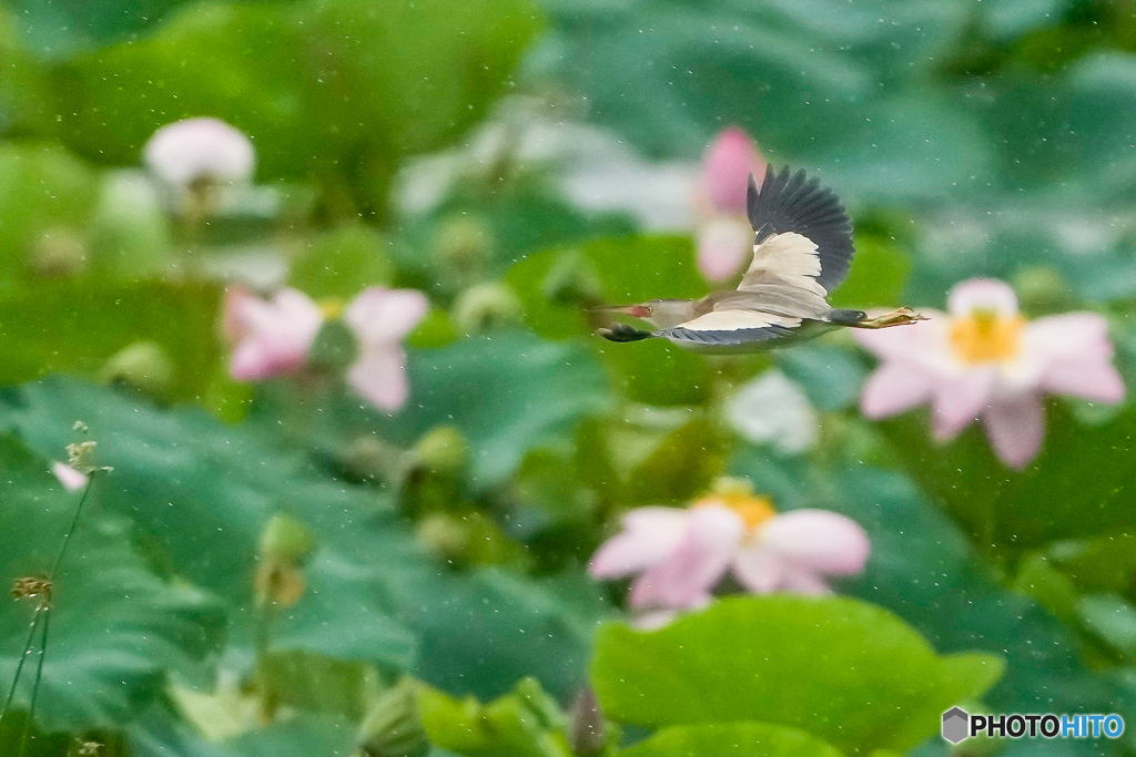 蓮華翔ける