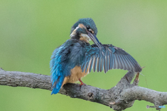 いつもの公園「御洒落鳥」
