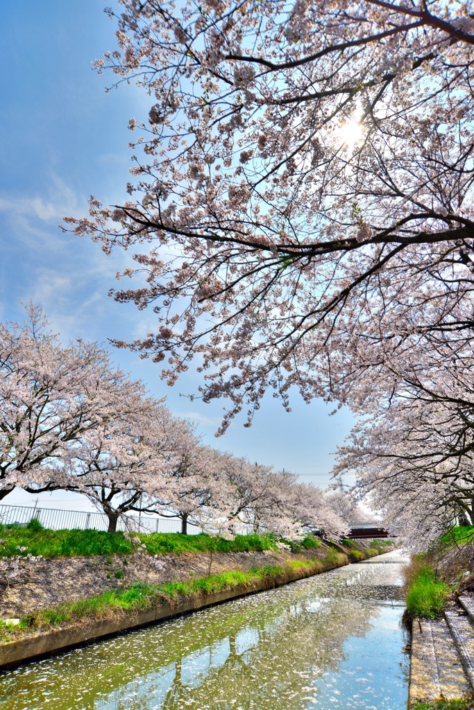 桜水路（３）