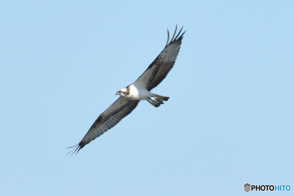 ミサゴ来る「悠々」