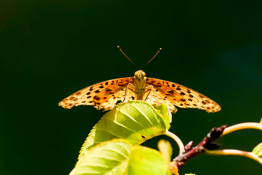 いつもの公園「舞い休み」
