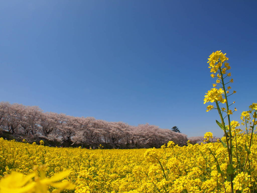 菜の花に映える