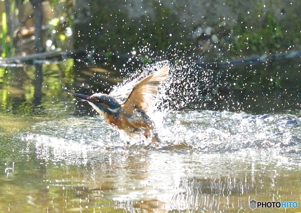 隣町の公園「カワセミ日記」（１）「水遊び」