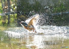 隣町の公園「カワセミ日記」（１）「水遊び」