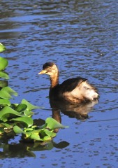 いつもの公園、今朝４－４「カイツブリ君」