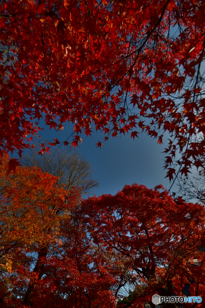 赤紅葉（東福寺）（４）