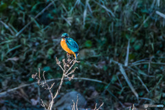 いつもの公園「カワセミ三昧」（２）