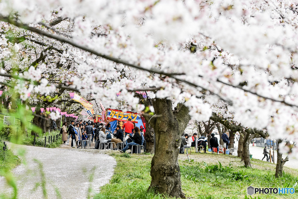 桜の樹の下で（埼玉県幸手市権現堂公園）（２３）「タイラーメン」