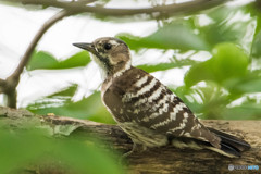 いつもの公園「啄木鳥（キツツキ）」（コゲラ）（６）