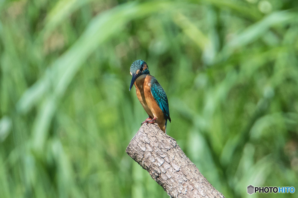 いつもの公園「新しい居場所、気に入っていただけたでしょうか？」（１）