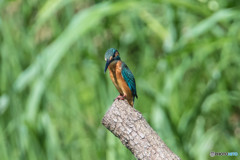 いつもの公園「新しい居場所、気に入っていただけたでしょうか？」（１）