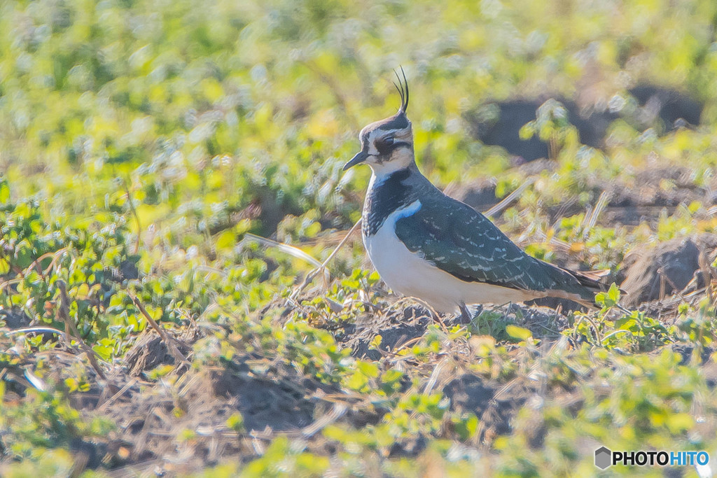 アンテナ、ピョッコリ（タゲリ）（４）