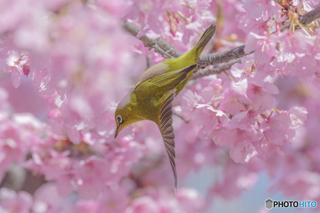 いつもの公園「華渡り」