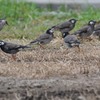 ムクドリ　「集団」