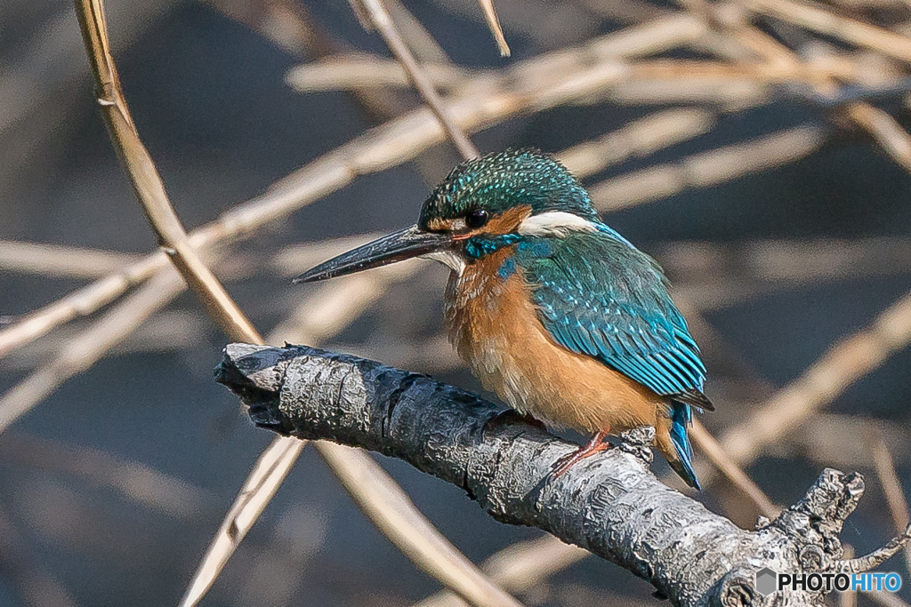 いつもの公園「長期滞在、始まりと」