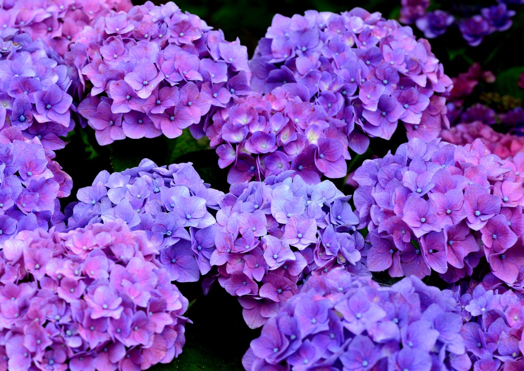 あじさい公園「紫陽花」