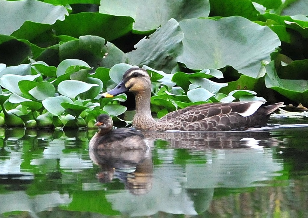 いつもの公園　６－２「仲良く」