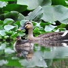 いつもの公園　６－２「仲良く」