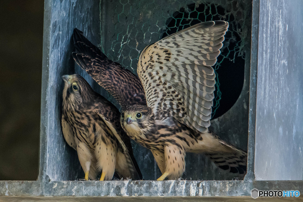 勇気の一歩「挑戦」（チョウゲンボウ）（１）