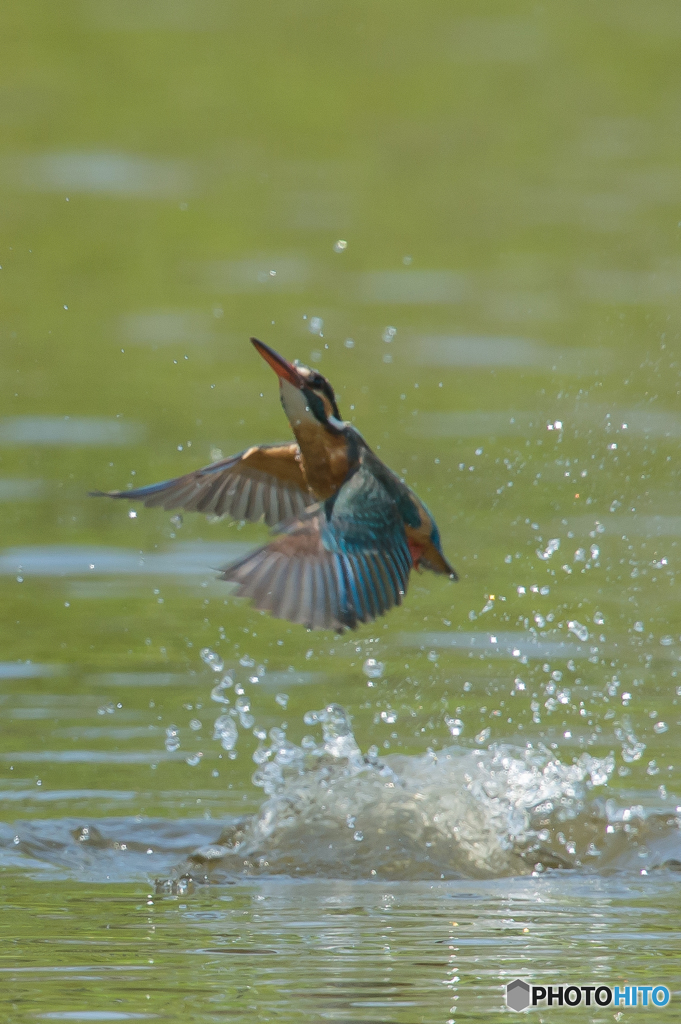 いつもの公園「カワセミ日記（２７）」