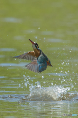 いつもの公園「カワセミ日記（２７）」