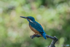 隣町の公園「秋景カワセミ池」（３）