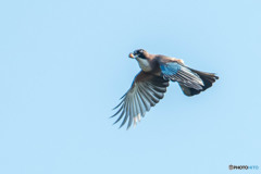 秋空楽し、ドングリカケス（１）