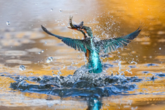 いつもの公園「翡翠四景色」（四）