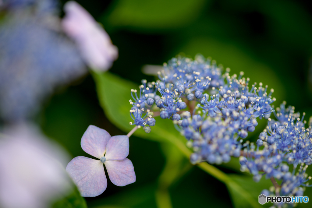 いつもの公園「紫陽花の頃」（５）
