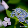 いつもの公園「紫陽花の頃」（５）