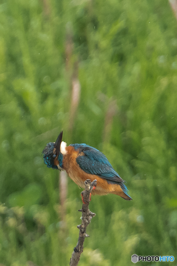 いつもの公園「カワセミ」寸写（１）