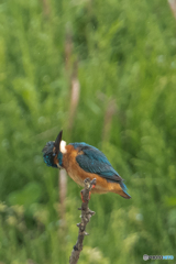 いつもの公園「カワセミ」寸写（１）