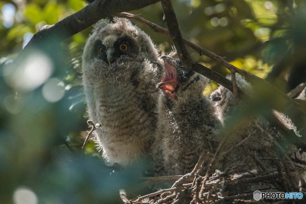 トラフズク元気（２）