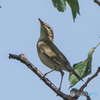 いつもの公園「…ムシクイ」