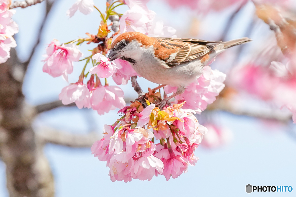 桜花千切り