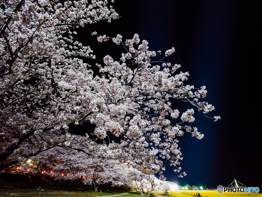 いつもの公園「桜、百光」