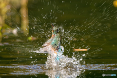 いつもの公園「輝きⅠ」