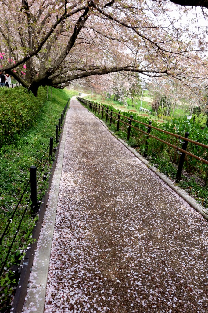 惜春華（２）「桜坂」