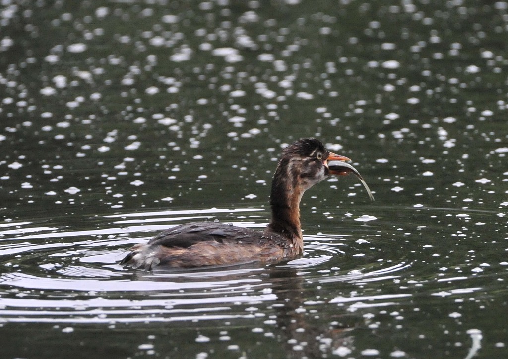 いつもの公園今朝　３－２「捕食」